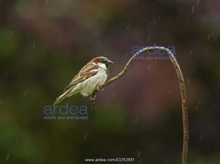 : House Sparrow - male perched on old bent metal cable : House Sparrow - male perched on old bent metal cable