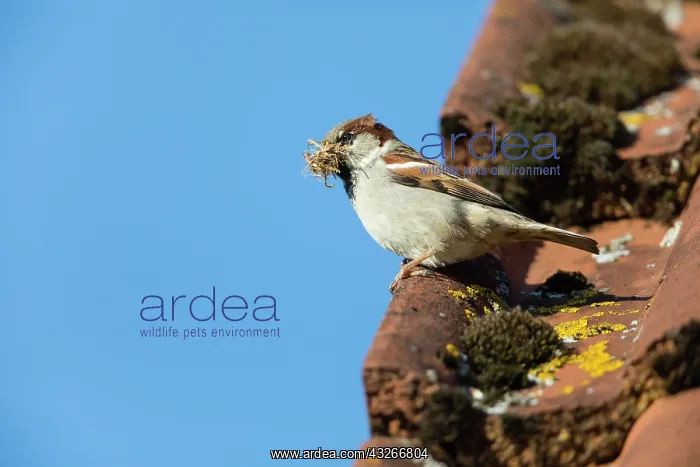 : House Sparrow, male perched on roof with nest material : House Sparrow, male perched on roof with nest material