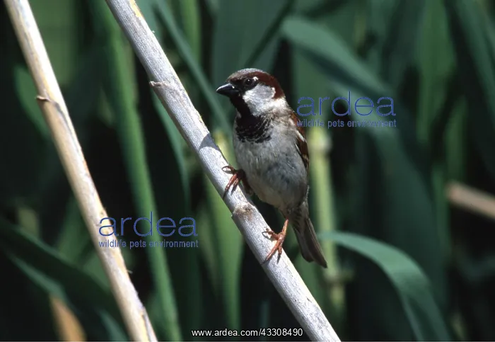 : HOUSE SPARROW - male, perched on stem : HOUSE SPARROW - male, perched on stem