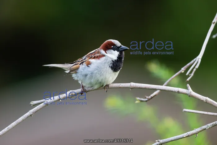 : House Sparrow, male perched on twig, with prominent : House Sparrow, male perched on twig, with prominent