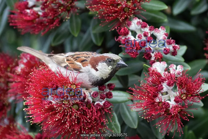 : House Sparrow - male - on a pohutukawa flower - : House Sparrow - male - on a pohutukawa flower -