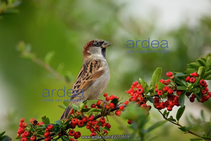: House Sparrow - male on Pyracantha Berries : House Sparrow - male on Pyracantha Berries