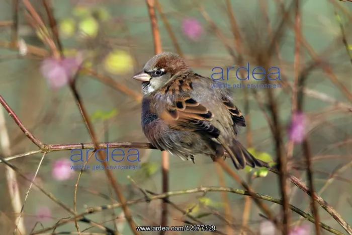 : House Sparrow - male resting in hedge with feathers : House Sparrow - male resting in hedge with feathers