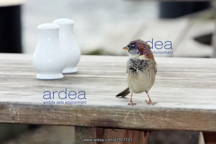 : House Sparrow - male on resturant table : House Sparrow - male on resturant table
