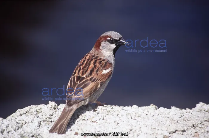 : HOUSE SPARROW - male, on rock : HOUSE SPARROW - male, on rock