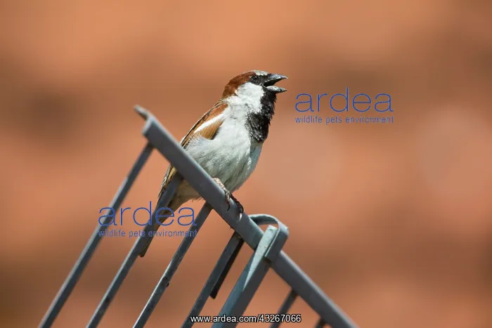 : House Sparrow - male singing from house roof in : House Sparrow - male singing from house roof in