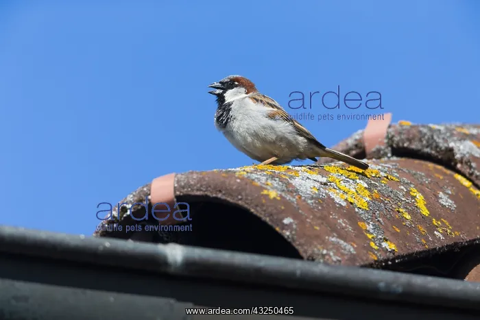 : House Sparrow - male singing from roof in breeding : House Sparrow - male singing from roof in breeding