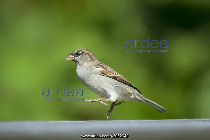 : House Sparrow - Male on Table - Isles of Scilly - UK : House Sparrow - Male on Table - Isles of Scilly - UK