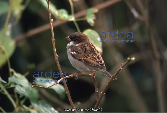: House SPARROW - male on twig : House SPARROW - male on twig