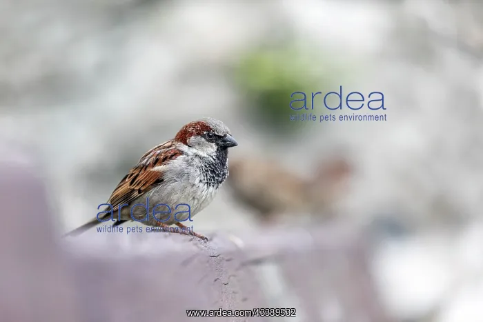 : House Sparrow - Male - UK : House Sparrow - Male - UK