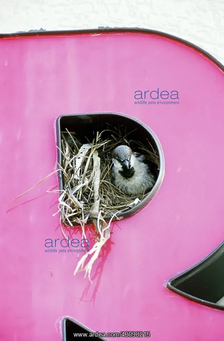 : House Sparrow in Nest : House Sparrow in Nest
