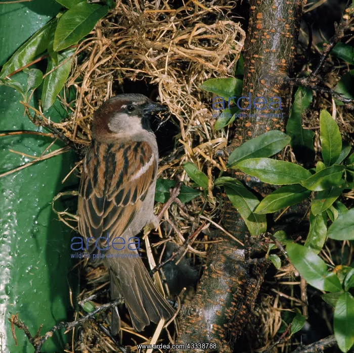  : House Sparrow - at nest