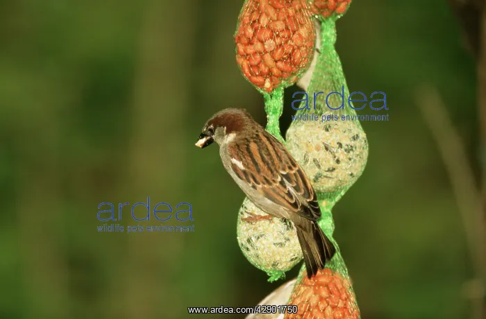 : House SPARROW - on on seeds, nut & suet feeder : House SPARROW - on on seeds, nut & suet feeder