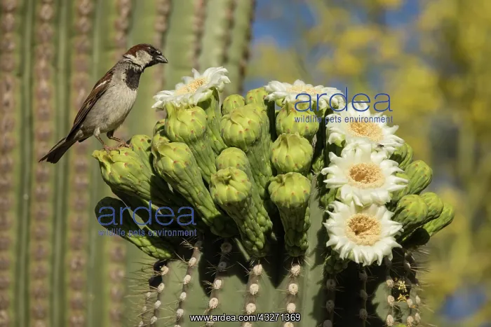 : house sparrow (Passer domesticus), on saguaro, introduced sp : house sparrow (Passer domesticus), on saguaro, introduced sp