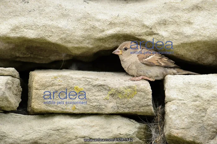 : House Sparrow (Passer domesticus) adult female : House Sparrow (Passer domesticus) adult female