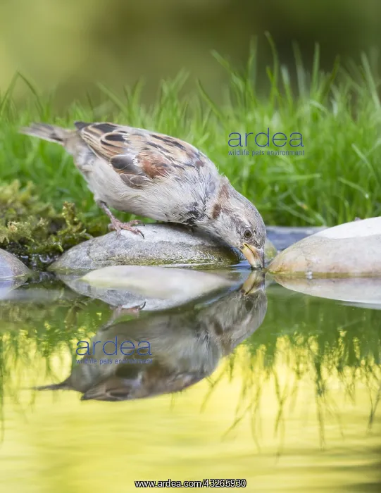 : House Sparrow (Passer domesticus) drinking, Eng : House Sparrow (Passer domesticus) drinking, Eng