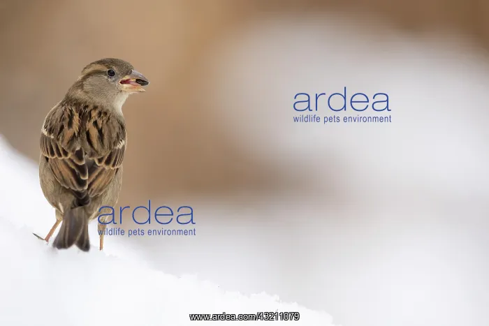  : House sparrow (Passer domesticus) eating on snow