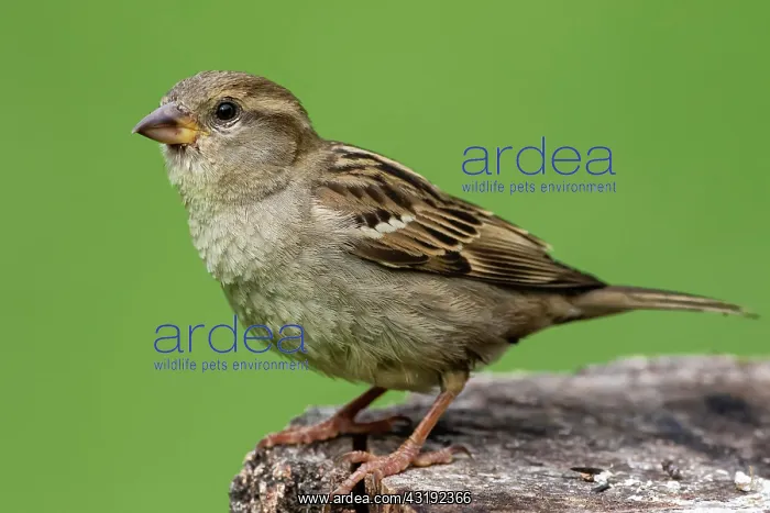 : House sparrow (Passer domesticus) Female laid on : House sparrow (Passer domesticus) Female laid on
