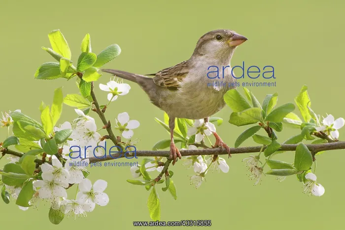 : House Sparrow ( Passer domesticus) female perching on flower : House Sparrow ( Passer domesticus) female perching on flower