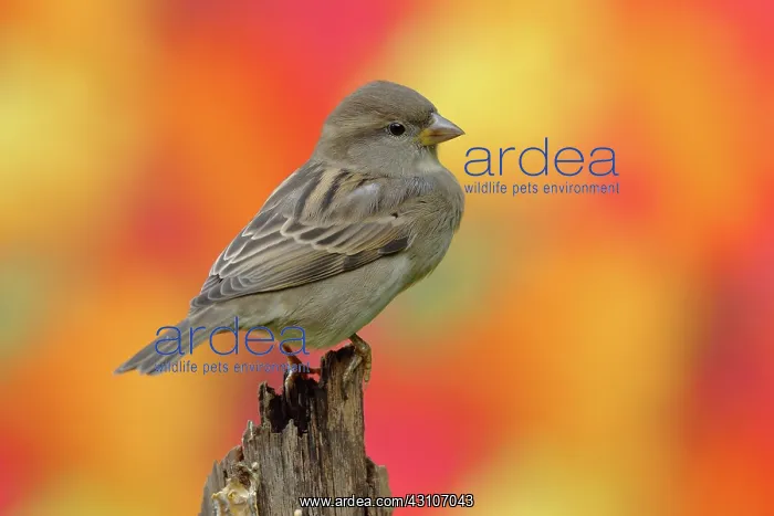 : House sparrow (Passer domesticus) Female, sitting : House sparrow (Passer domesticus) Female, sitting