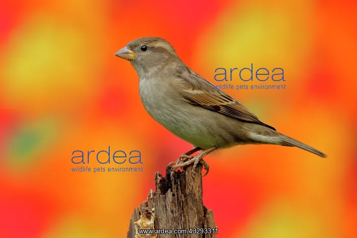 : House sparrow (Passer domesticus) Female, sitting : House sparrow (Passer domesticus) Female, sitting