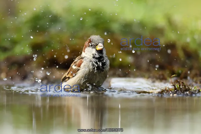 : House sparrow (Passer domesticus), male, bathing : House sparrow (Passer domesticus), male, bathing