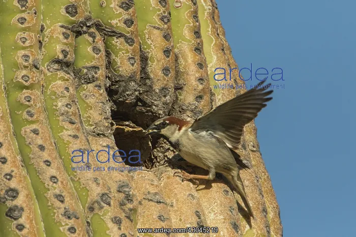 : house sparrow (Passer domesticus), male, bringing : house sparrow (Passer domesticus), male, bringing
