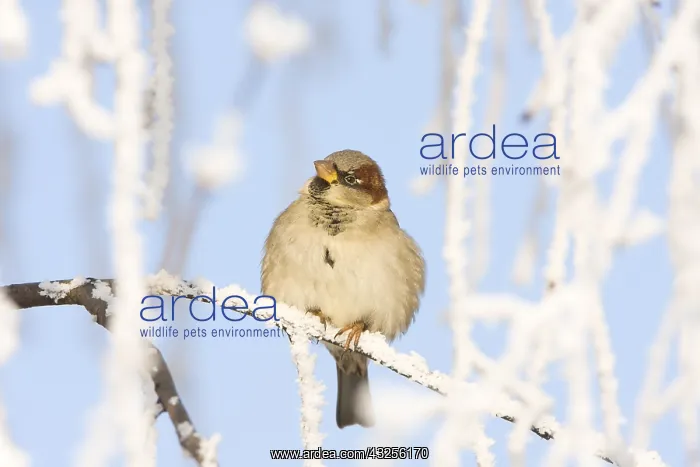 : House Sparrow ( Passer domesticus) male perched : House Sparrow ( Passer domesticus) male perched