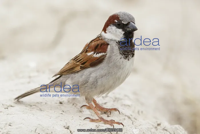 : House Sparrow (Passer domesticus) - male perched : House Sparrow (Passer domesticus) - male perched