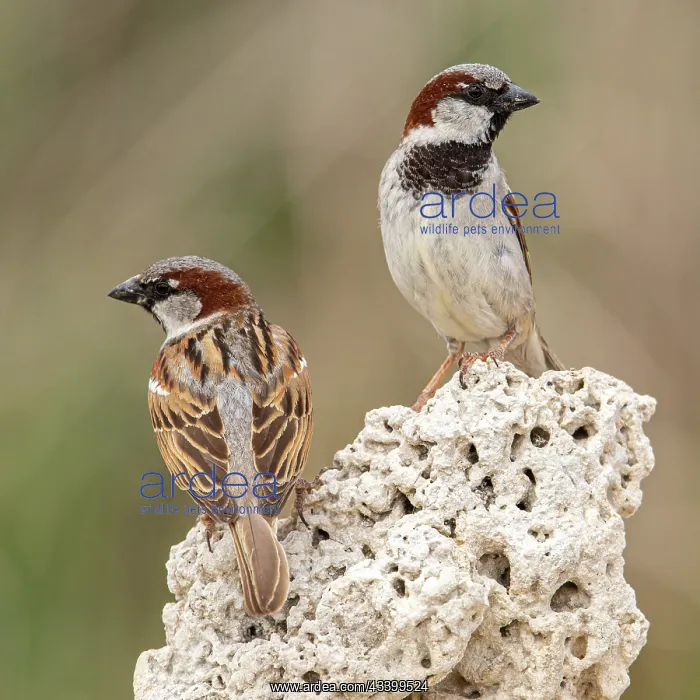: House Sparrow (Passer domesticus) - male perched : House Sparrow (Passer domesticus) - male perched