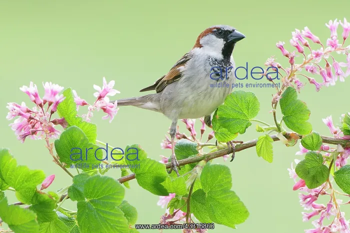: House Sparrow ( Passer domesticus) male perching on flowerin : House Sparrow ( Passer domesticus) male perching on flowerin