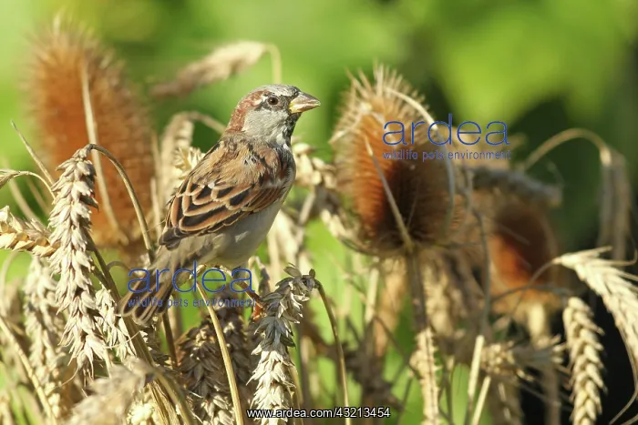 : House sparrow ( Passer domesticus) Males foraging : House sparrow ( Passer domesticus) Males foraging