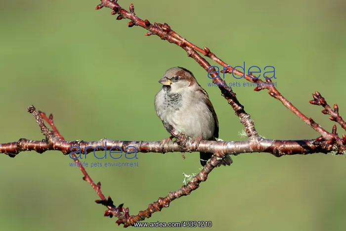  : House Sparrow (Passer domesticus), Nelson, South