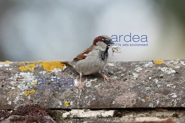 : House sparrow, (Passer domesticus), single male : House sparrow, (Passer domesticus), single male
