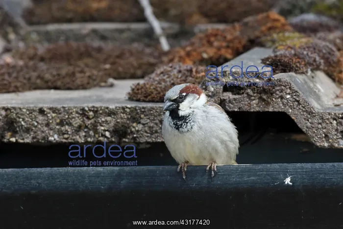 : House sparrow, (Passer domesticus), single male : House sparrow, (Passer domesticus), single male