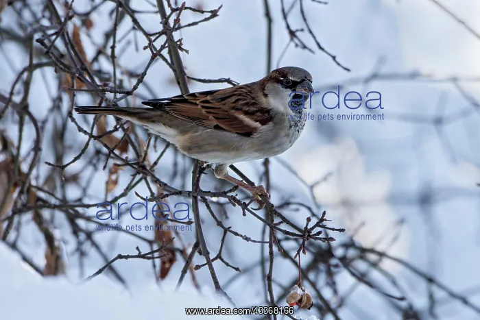 : House sparrow (Passer domesticus), sitting on branch : House sparrow (Passer domesticus), sitting on branch