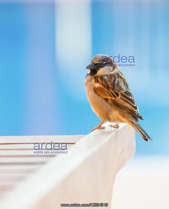  : House sparrow (Passer domesticus) or sparrow or
