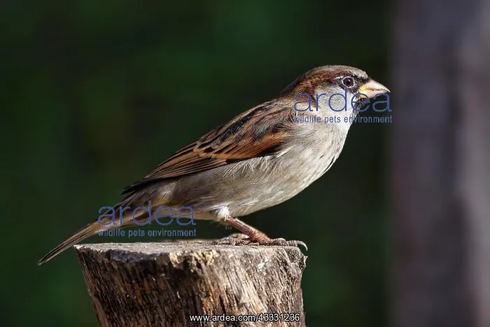 : House sparrow (Passer domesticus) on tree stump : House sparrow (Passer domesticus) on tree stump