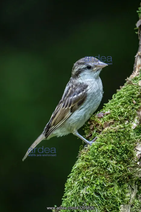 : House sparrow (Passer domesticus), Volcanic Eifel : House sparrow (Passer domesticus), Volcanic Eifel