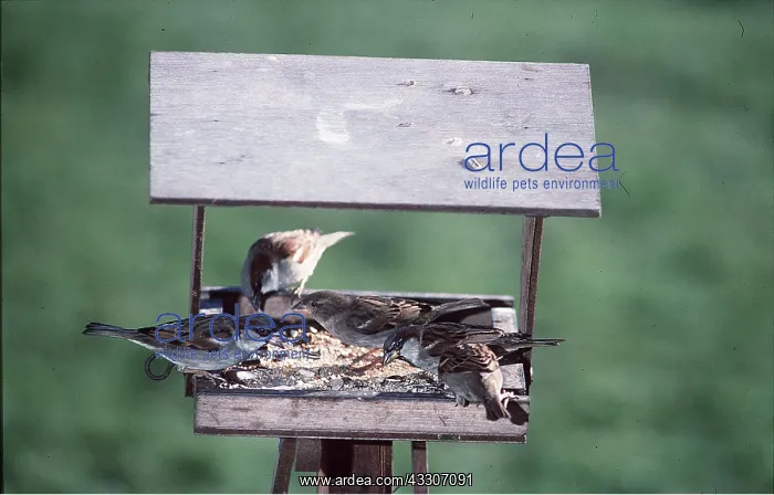 : HOUSE SPARROW - x five, at bird table : HOUSE SPARROW - x five, at bird table