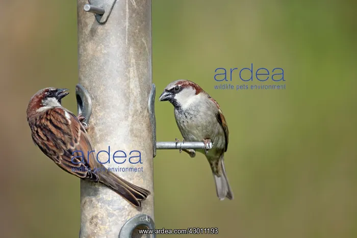 : House Sparrows : House Sparrows