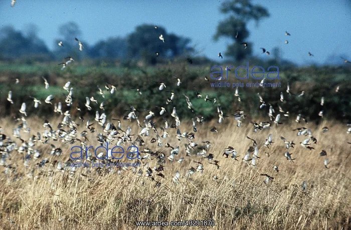 : HOUSE SPARROWS - flock : HOUSE SPARROWS - flock