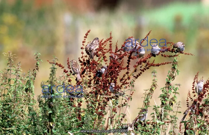 : HOUSE SPARROWS - Flock feeding on dock seed : HOUSE SPARROWS - Flock feeding on dock seed