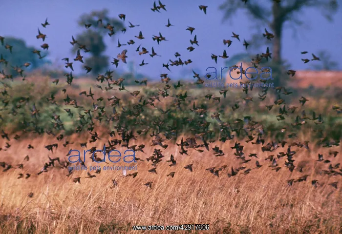 : House SPARROWS - flying low over field : House SPARROWS - flying low over field