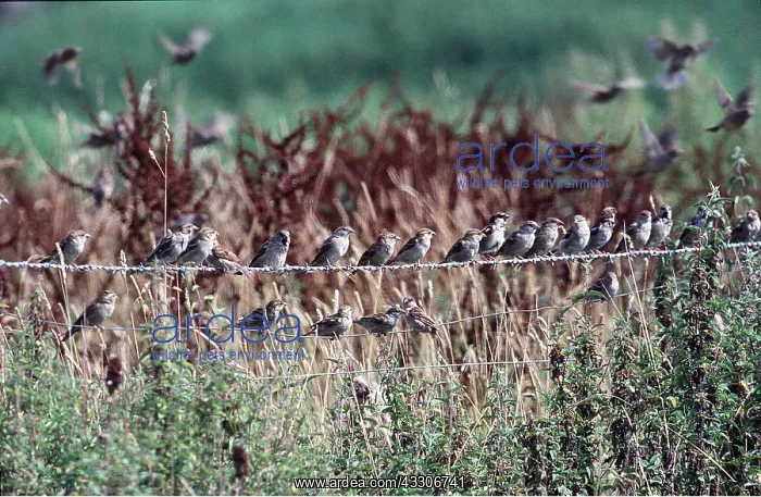 : HOUSE SPARROWS - gathering on wire : HOUSE SPARROWS - gathering on wire
