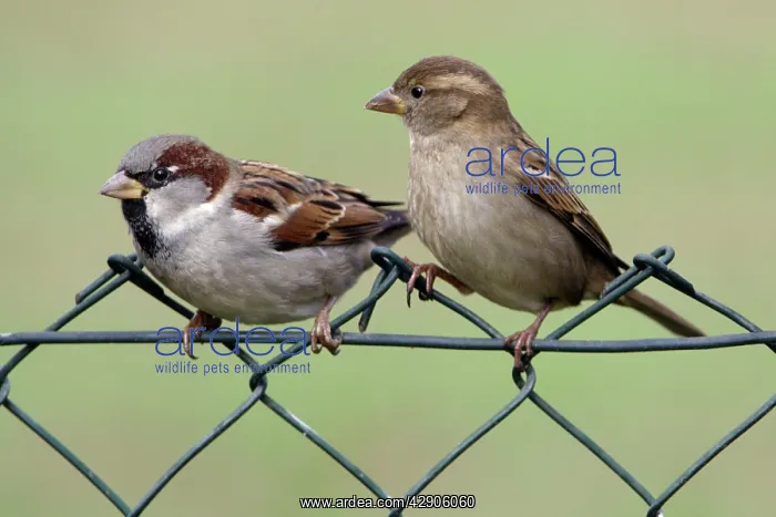 : House Sparrows - Male and female on garden fence : House Sparrows - Male and female on garden fence