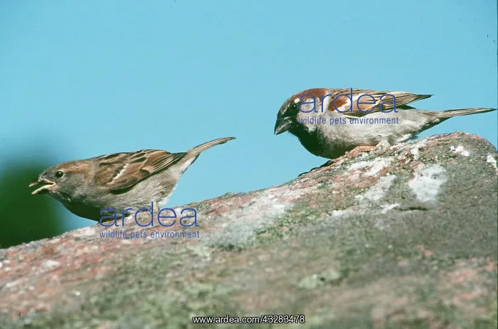 : HOUSE SPARROWS - pair, on rock : HOUSE SPARROWS - pair, on rock