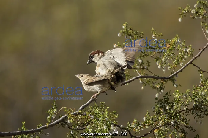 : house sparrows (Passer domesticus), mating, introduced speci : house sparrows (Passer domesticus), mating, introduced speci
