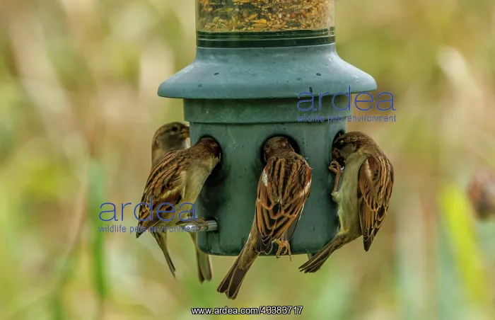 : House sparrows, Passer domesticus, feeding at ga : House sparrows, Passer domesticus, feeding at ga
