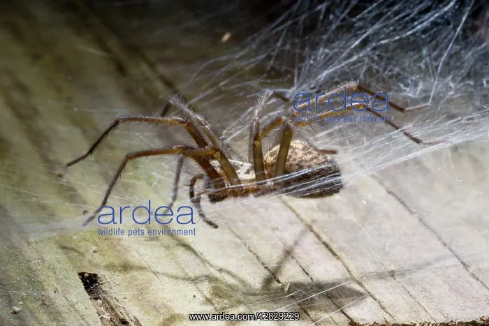  : House Spider